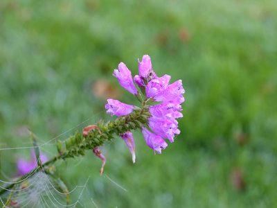 False Dragonhead