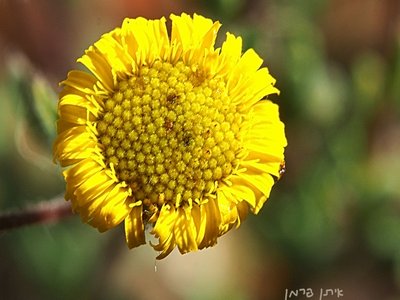 False Fleabane