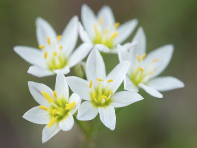False Garlic