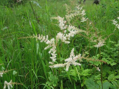 False Goatsbeard
