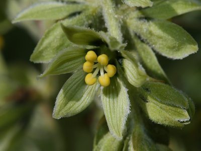 False Hellebore
