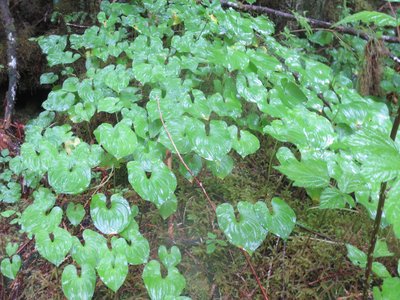 False Lily of the Valley