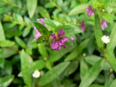 False Loosestrife