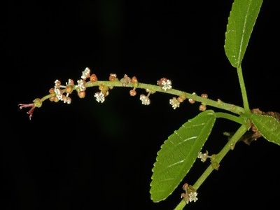 False Nettle