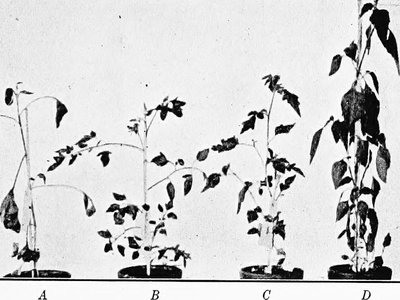 False Nightshade