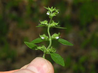 False Pennyroyal
