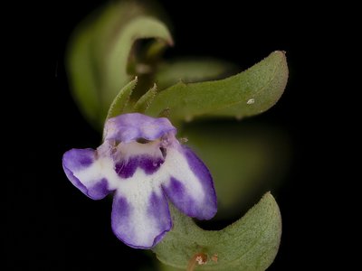 False Pimpernel