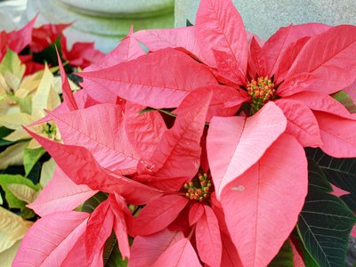 False Poinsettia