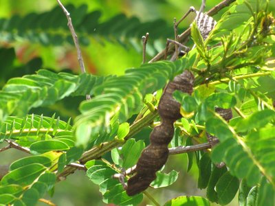 False Senna