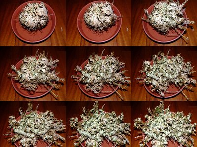 False Spikemoss