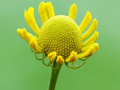 False Sunflower