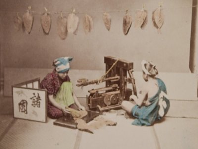 False Tobacco