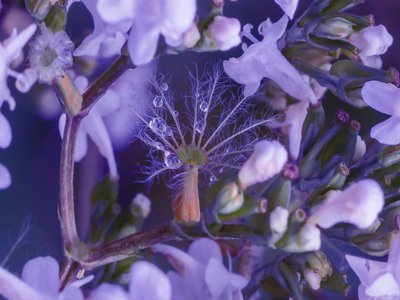 False Valerian