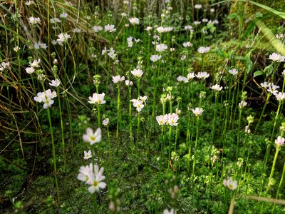 Featherfoil