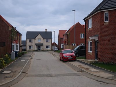Fenland Violet