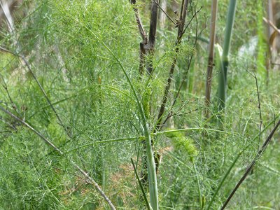 Fennel