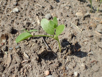 Fenugreek
