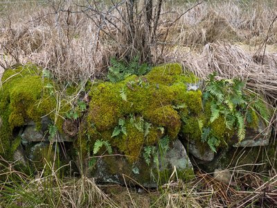 Fern Moss