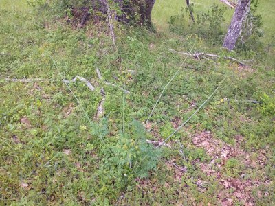 Fernleaf Biscuitroot