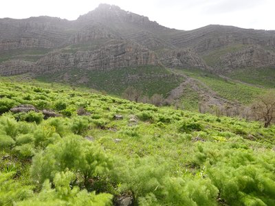 Ferula