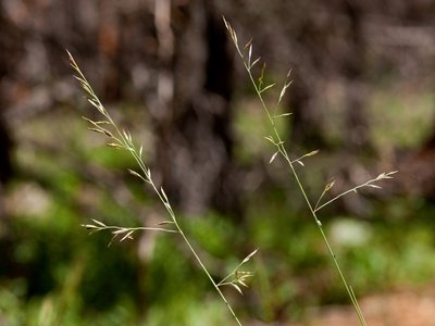 Fescue