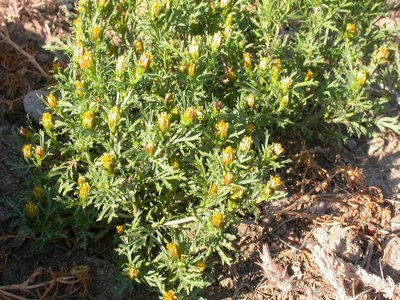 Fetid Marigold