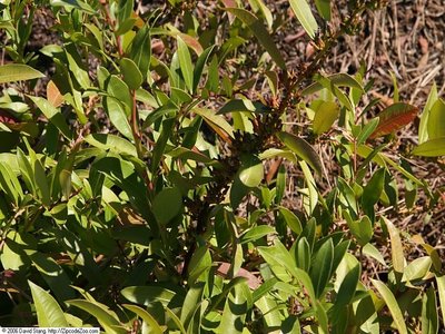 Fetter Bush