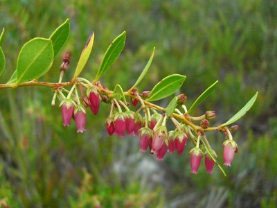 Fetterbush