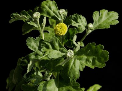 Feverfew