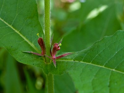 Feverwort