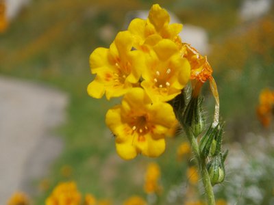 Fiddleneck