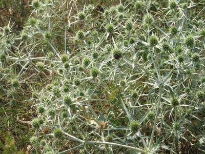 Field Eryngo