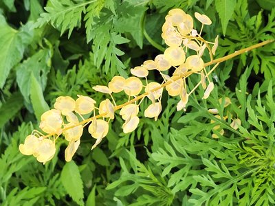 Field Pennycress