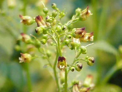 Figwort
