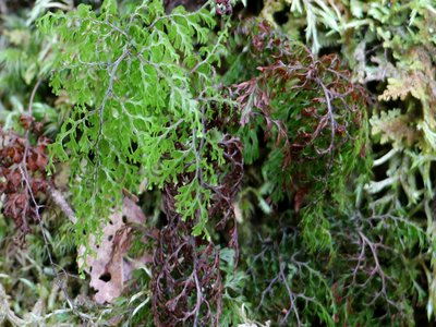 Filmy Fern