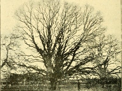 Finetree