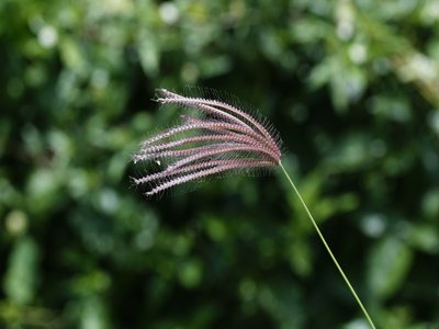 Finger Grass