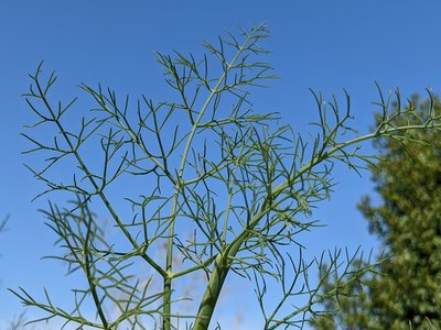 Finocchio
