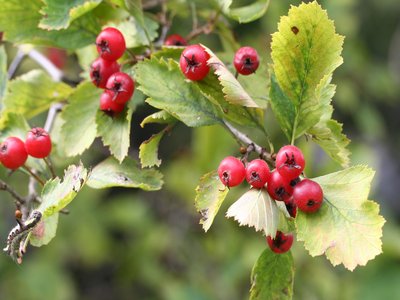 Fireberry