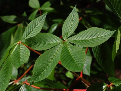 Firecracker Plant