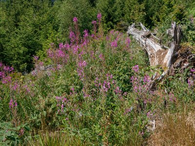 Fireweed