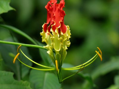 Flame Lily