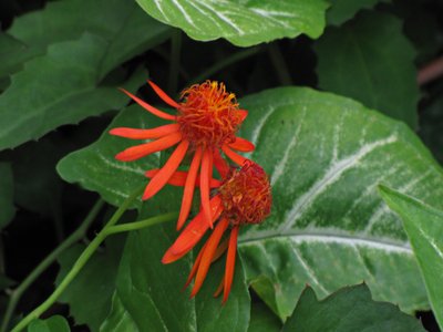 Flame Vine