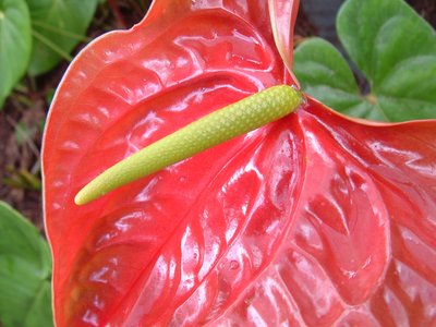 Flamingo Flower