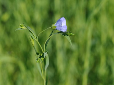 Flax