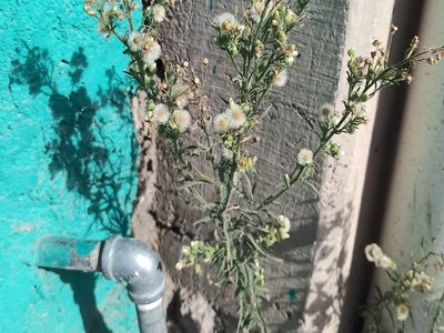 Flaxleaf Fleabane