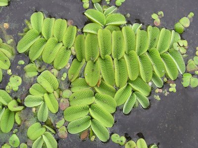 Floating Water Fern