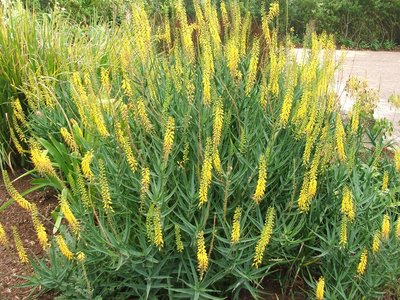 Florida Aloe