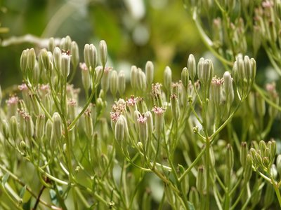 Florida Indian Plantain
