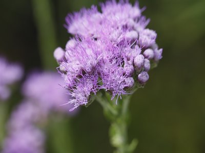 Florida Paintbrush